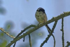 Orite (mésange) à longue queue - Aegithalos caudatus - Long-tailed Tit<br>Région Parisienne