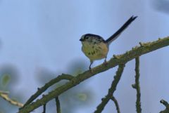 Orite (mésange) à longue queue - Aegithalos caudatus - Long-tailed Tit<br>Région Parisienne