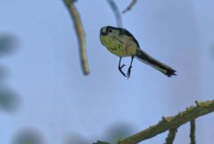 Orite (mésange) à longue queue - Aegithalos caudatus - Long-tailed Tit<br>Région Parisienne
