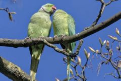 Perruche à collier - Psittacula krameri - Rose-ringed Parakeet<br>Région parisienne