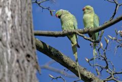 Perruche à collier - Psittacula krameri - Rose-ringed Parakeet<br>Région parisienne