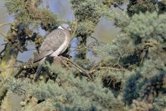 Pigeon ramier - Columba palumbus - Common Wood Pigeon<br>Région parisienne