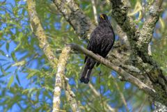 Merle noir ♂  - Turdus merula - Common Blackbird<br>Région parisienne
