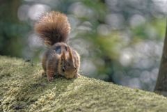Ecureuil roux - Sciurus vulgaris - Eurasian Red Squirrel<br>Région parisienne