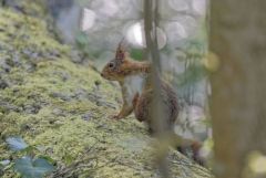 Ecureuil roux - Sciurus vulgaris - Eurasian Red Squirrel<br>Région parisienne
