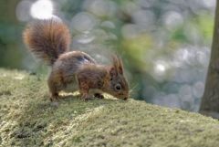 Ecureuil roux - Sciurus vulgaris - Eurasian Red Squirrel<br>Région parisienne