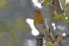 Rougegorge familier - Erithacus rubecula - European Robin<br>Vendée