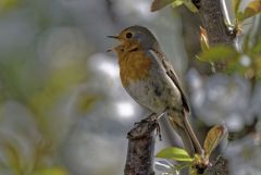 Rougegorge familier - Erithacus rubecula - European Robin<br>Vendée