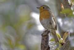 Rougegorge familier - Erithacus rubecula - European Robin<br>Vendée