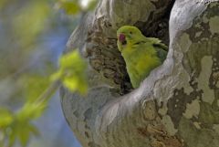 Perruche à collier ♀ - Psittacula krameri - Rose-ringed Parakeet<br>Région parisienne