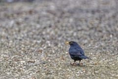 Merle noir ♂  - Turdus merula - Common Blackbird<br>Région parisienne