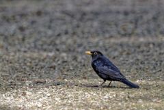 Merle noir ♂  - Turdus merula - Common Blackbird<br>Région parisienne