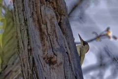 Pic vert ♀ - Picus viridis - European Green Woodpecker<br>Région parisienne