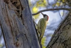 Pic vert ♀ - Picus viridis - European Green Woodpecker<br>Région parisienne