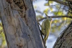 Pic vert ♀ - Picus viridis - European Green Woodpecker<br>Région parisienne