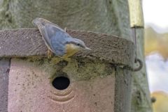 Sittelle torchepot - Sitta europaea - Eurasian Nuthatch<br>Région Parisienne