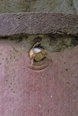 Sittelle torchepot - Sitta europaea - Eurasian Nuthatch<br>Région Parisienne
