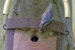 Sittelle torchepot - Sitta europaea - Eurasian Nuthatch<br>Région Parisienne