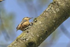 Sittelle torchepot - Sitta europaea - Eurasian Nuthatch<br>Région Parisienne