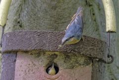 Sittelle torchepot - Sitta europaea - Eurasian Nuthatch<br>Région Parisienne