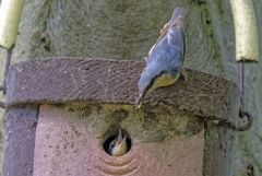 Sittelle torchepot - Sitta europaea - Eurasian Nuthatch<br>Région Parisienne