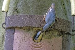 Sittelle torchepot - Sitta europaea - Eurasian Nuthatch<br>Région Parisienne