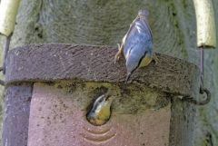 Sittelle torchepot - Sitta europaea - Eurasian Nuthatch<br>Région Parisienne