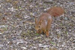 Ecureuil roux - Sciurus vulgaris - Eurasian Red Squirrel<br>Région parisienne
