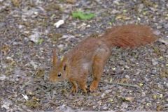 Ecureuil roux - Sciurus vulgaris - Eurasian Red Squirrel<br>Région parisienne