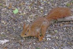 Ecureuil roux - Sciurus vulgaris - Eurasian Red Squirrel<br>Région parisienne
