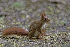 Ecureuil roux - Sciurus vulgaris - Eurasian Red Squirrel<br>Région parisienne