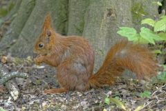 Ecureuil roux - Sciurus vulgaris - Eurasian Red Squirrel<br>Région parisienne