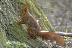 Ecureuil roux - Sciurus vulgaris - Eurasian Red Squirrel<br>Région parisienne
