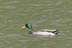 Canard colvert ♂ - Anas platyrhynchos - Mallard<br>Région Parisienne