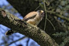 Faucon crécerelle ♂ - Falco tinnunculus - Common Kestrel<br>Région Parisienne