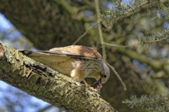 Faucon crécerelle ♂ - Falco tinnunculus - Common Kestrel<br>Région Parisienne