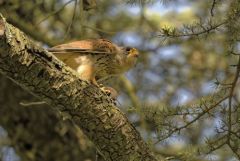Faucon crécerelle ♂ - Falco tinnunculus - Common Kestrel<br>Région Parisienne