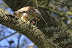 Faucon crécerelle ♂ - Falco tinnunculus - Common Kestrel<br>Région Parisienne