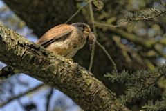 Faucon crécerelle ♂ - Falco tinnunculus - Common Kestrel<br>Région Parisienne
