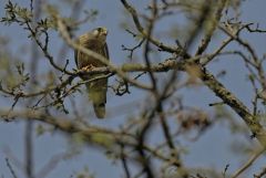 Faucon crécerelle ♂ - Falco tinnunculus - Common Kestrel<br>Région Parisienne