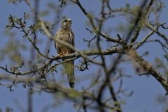 Faucon crécerelle ♂ - Falco tinnunculus - Common Kestrel<br>Région Parisienne