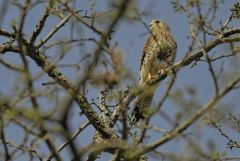 Faucon crécerelle ♀ - Falco tinnunculus - Common Kestrel<br>Région Parisienne