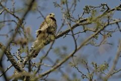 Faucon crécerelle ♀ - Falco tinnunculus - Common Kestrel<br>Région Parisienne