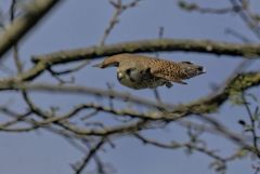 Faucon crécerelle ♀ - Falco tinnunculus - Common Kestrel<br>Région Parisienne