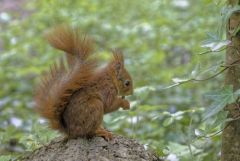 Ecureuil roux - Sciurus vulgaris - Eurasian Red Squirrel<br>Région parisienne