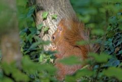 Ecureuil roux - Sciurus vulgaris - Eurasian Red Squirrel<br>Région parisienne