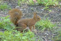 Ecureuil roux - Sciurus vulgaris - Eurasian Red Squirrel<br>Région parisienne