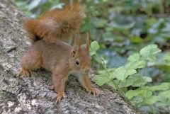 Ecureuil roux - Sciurus vulgaris - Eurasian Red Squirrel<br>Région parisienne