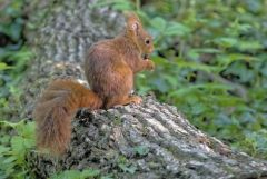 Ecureuil roux - Sciurus vulgaris - Eurasian Red Squirrel<br>Région parisienne