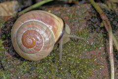 Escargot des haies - Cepaea nemoralis<br>Région parisienne